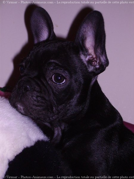 Photo de Bouledogue franais