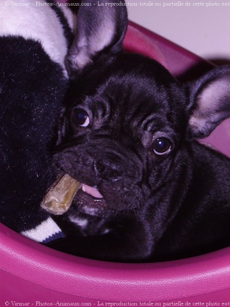 Photo de Bouledogue franais