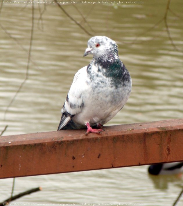 Photo de Pigeon