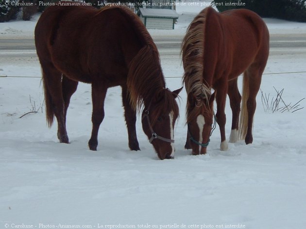 Photo de Races diffrentes