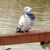 Photo de Pigeon