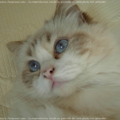 Photo de Ragdoll