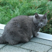 Photo de Chat domestique