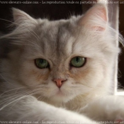 Photo de British longhair