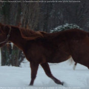 Photo de Quarter horse