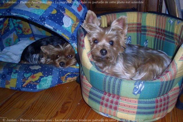 Photo de Yorkshire terrier