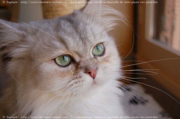 Photo de British longhair