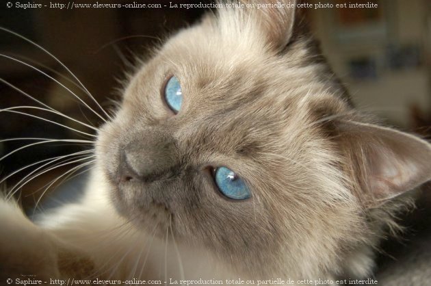 Photo de Sacr de birmanie