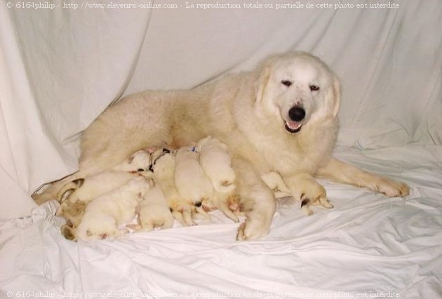 Photo de Chien de montagne des pyrnes