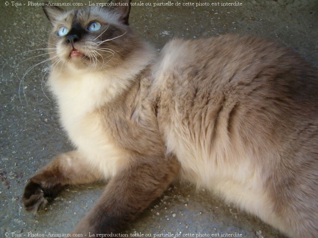 Photo de Sacr de birmanie