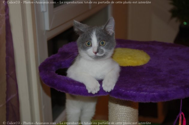 Photo de Chat domestique