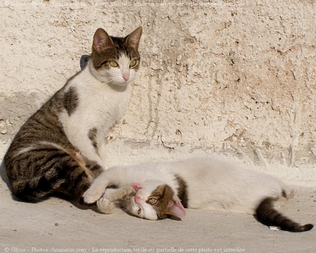 Photo de Chat domestique