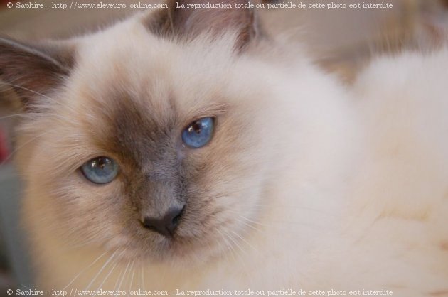 Photo de Sacr de birmanie