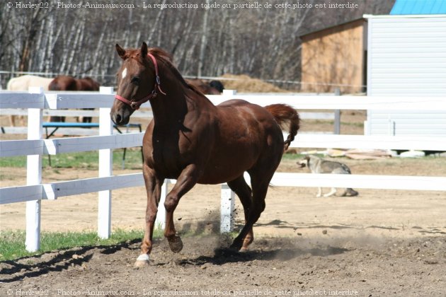 Photo de Quarter horse