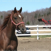 Photo de Quarter horse