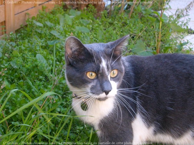 Photo de Chat domestique