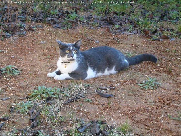 Photo de Chat domestique