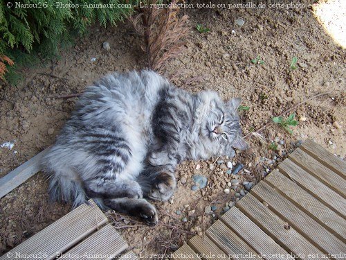 Photo de Chat domestique