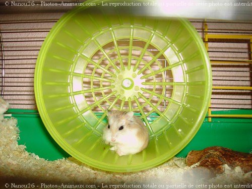 Photo de Hamster