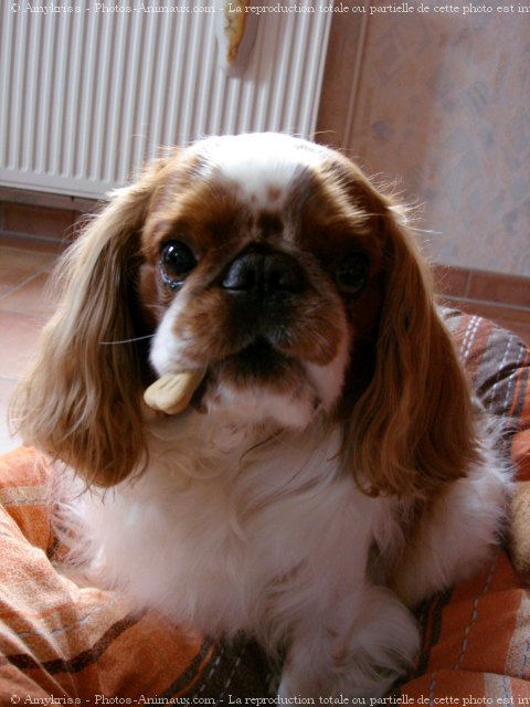 Photo de King charles spaniel