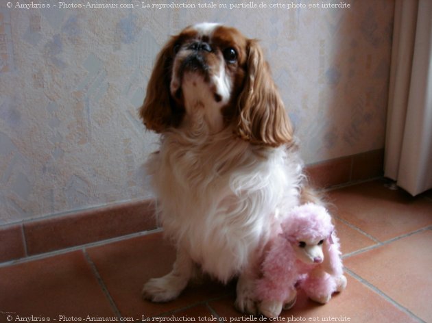 Photo de King charles spaniel