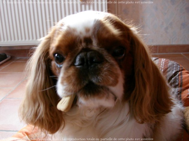 Photo de King charles spaniel