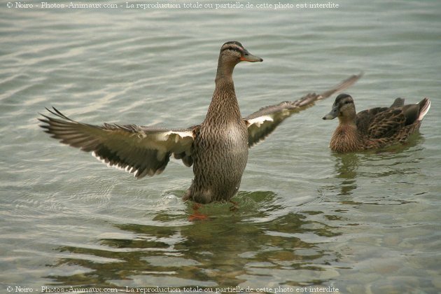 Photo de Canard