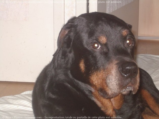 Photo de Rottweiler