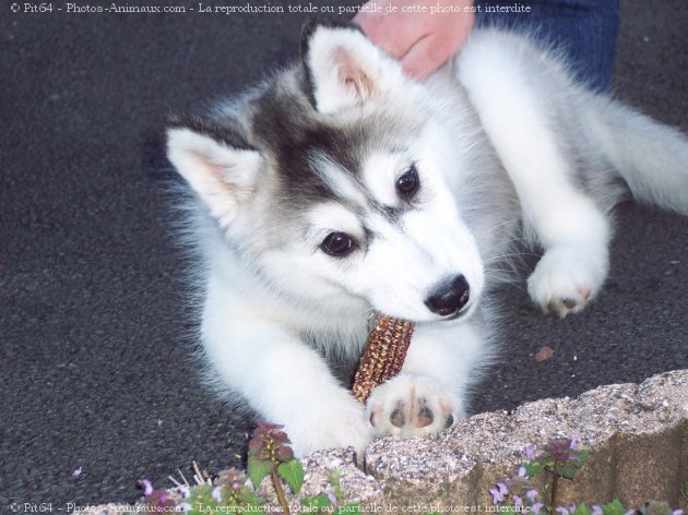 Photo de Husky siberien