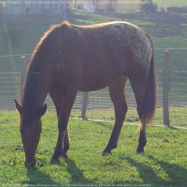 Photo d'Appaloosa