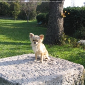 Photo de Chihuahua  poil long