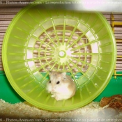 Photo de Hamster