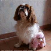 Photo de King charles spaniel