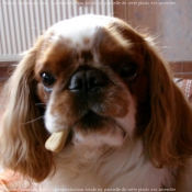 Photo de King charles spaniel