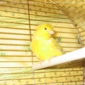 Photo de Canari