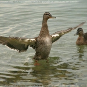 Photo de Canard