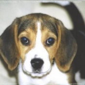 Photo de Beagle