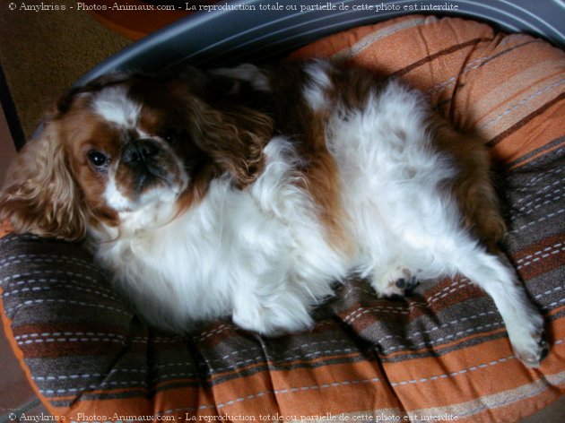 Photo de King charles spaniel