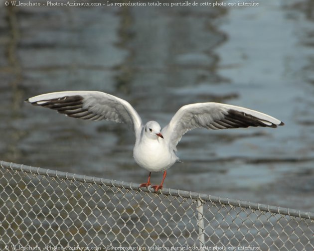 Photo de Mouette