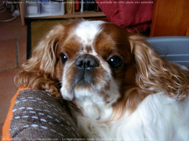 Photo de King charles spaniel