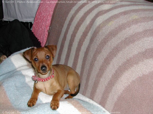 Photo de Pinscher nain