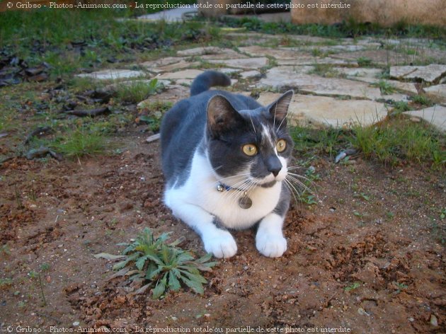 Photo de Chat domestique