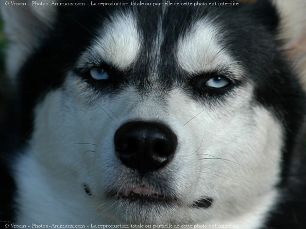 Photo de Husky siberien