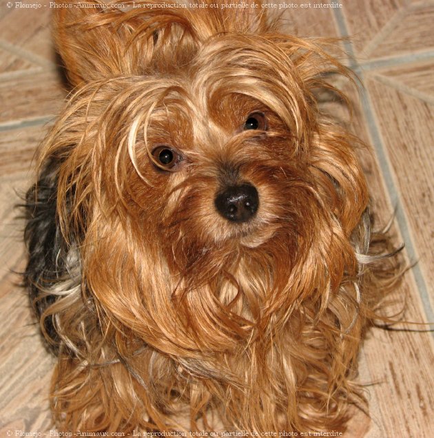 Photo de Yorkshire terrier