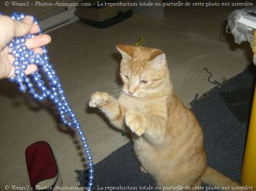 Photo de Chat domestique