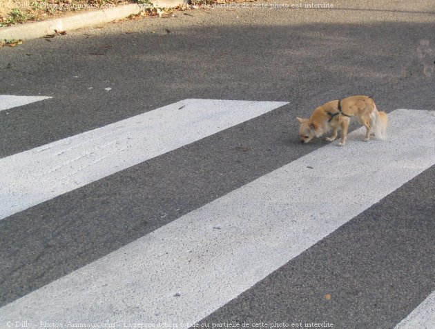 Photo de Chihuahua  poil long