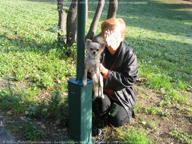 Photo de Chihuahua  poil long