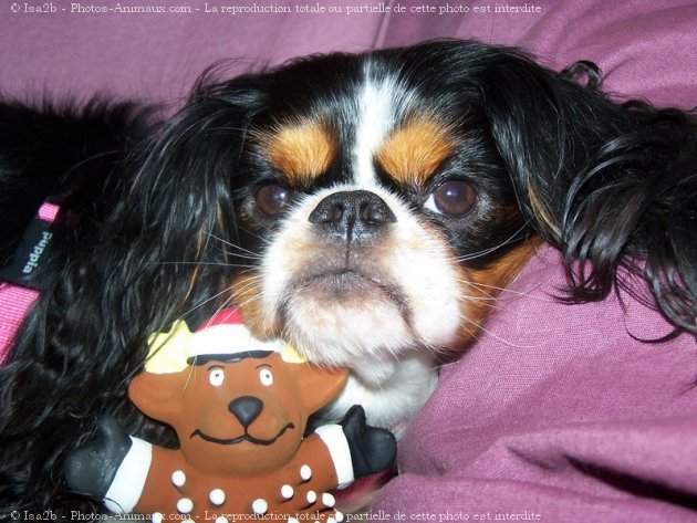 Photo de Cavalier king charles spaniel