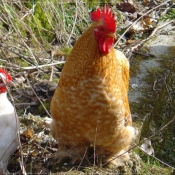 Photo de Poule