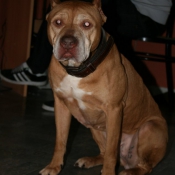 Photo d'American staffordshire terrier